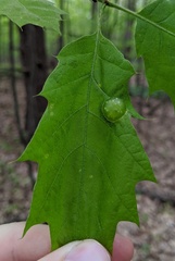 Dryocosmus quercuspalustris