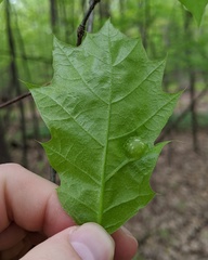 Dryocosmus quercuspalustris