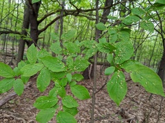Eriophyes emarginatae