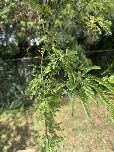 Prosopis pallida observed 2026-10-07