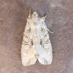 Lithophane disposita