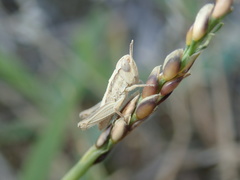 Aiolopus thalassinus tamulus