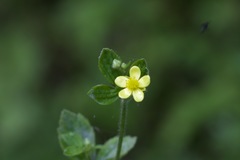 Ranunculus cantoniensis