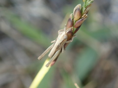 Aiolopus thalassinus tamulus