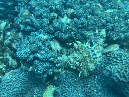 Stylocoeniella guentheri observed 2026-09-19