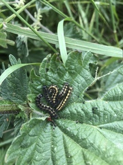 Aglais urticae