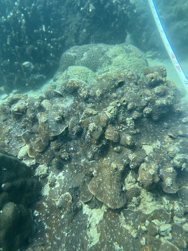 Lithophyllon undulatum observed 2026-09-19