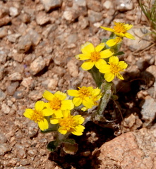Eriophyllum wallacei