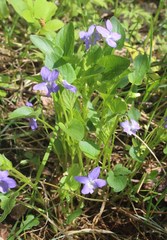 Viola nemoralis