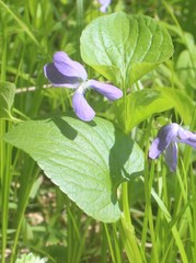Viola nemoralis