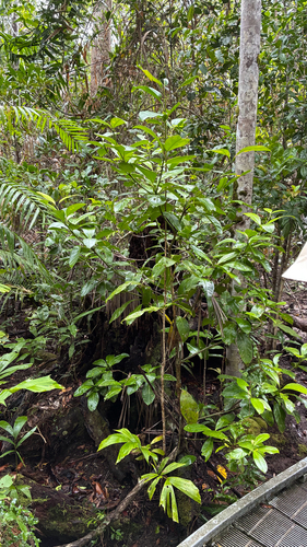 Fagraea observed 2026-09-29