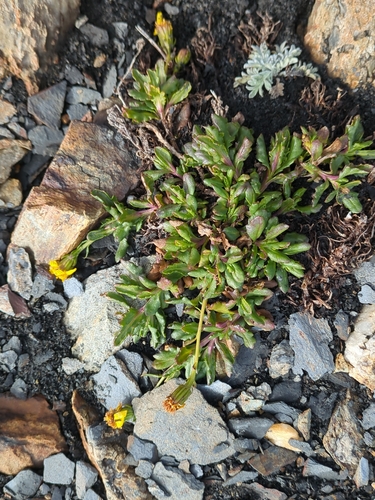 Senecio fremontii observed 2026-10-06
