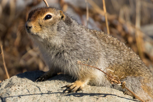 Arctic Ground Squirrel