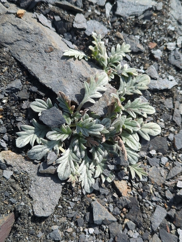 Phacelia sericea observed 2026-10-06