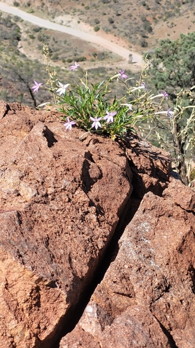 Lithotoma petraea observed 2026-10-08