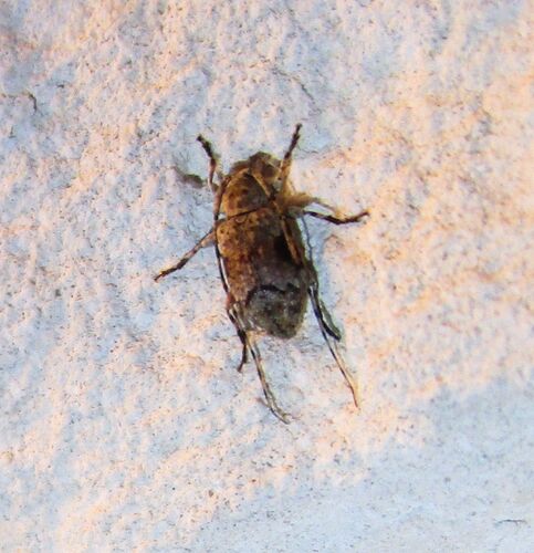 Sternidius mimeticus