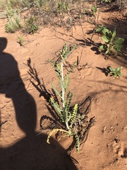 Mentzelia strictissima