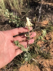 Mentzelia strictissima