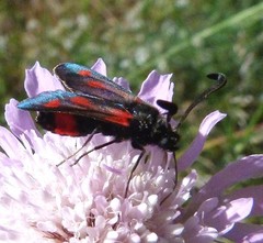 Zygaena sarpedon