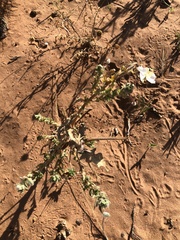 Oenothera engelmannii