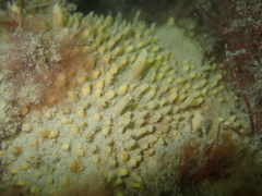 Polymastia penicillus