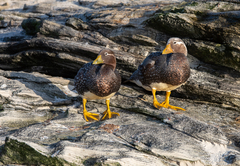 Tachyeres brachypterus