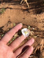 Oenothera engelmannii