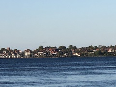 Phocoena phocoena