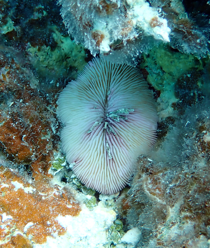 Fungia observed 2026-10-07
