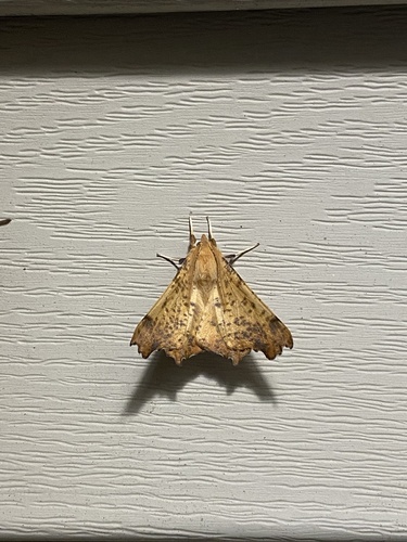 Maple Spanworm Moth
