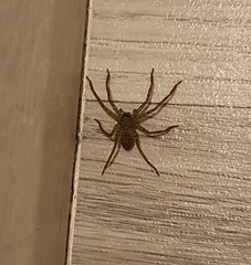 Araneae