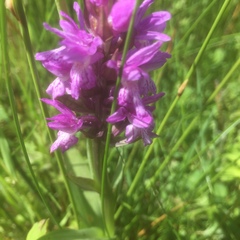 Dactylorhiza majalis