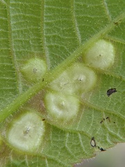 Phylloxera