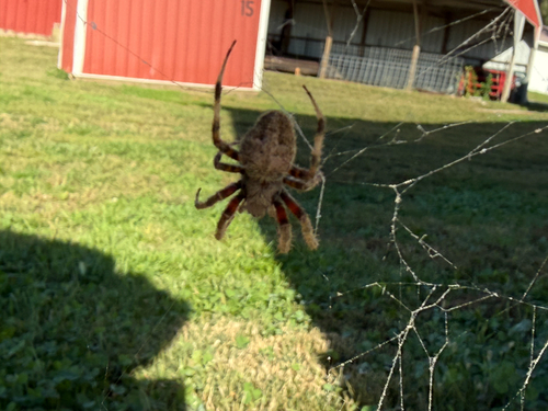 Spotted Orbweaver
