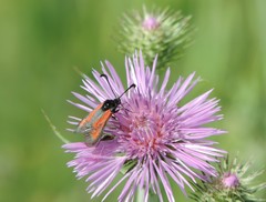 Zygaena punctum
