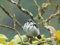 Azure-Rumped Tanager photo 4