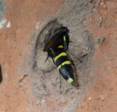 Monosapyga clavicornis