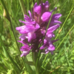 Dactylorhiza majalis