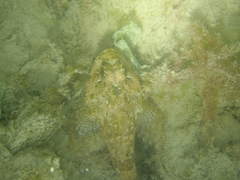 Taurulus bubalis