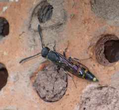 Monosapyga clavicornis