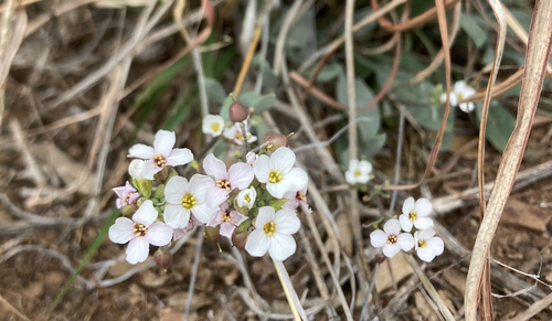 white bladderpod