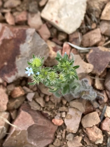 Flatspine Stickseed