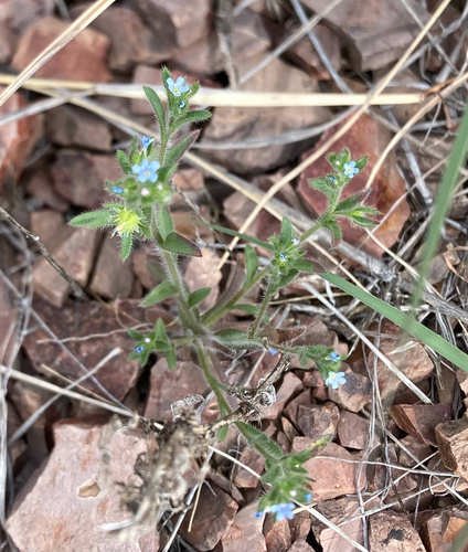 Flatspine Stickseed