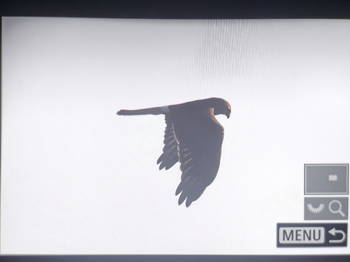 Pied Harrier
