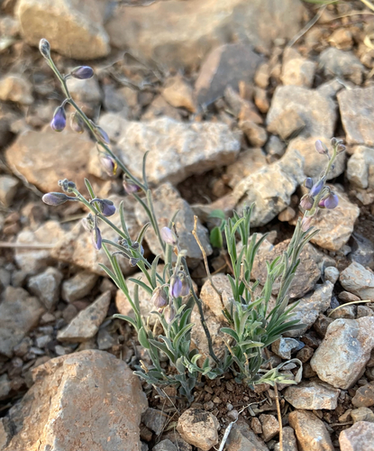 Blue Milkwort