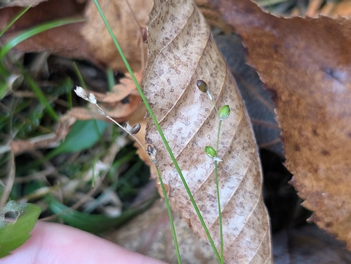 Carex disperma, 2026-10-07