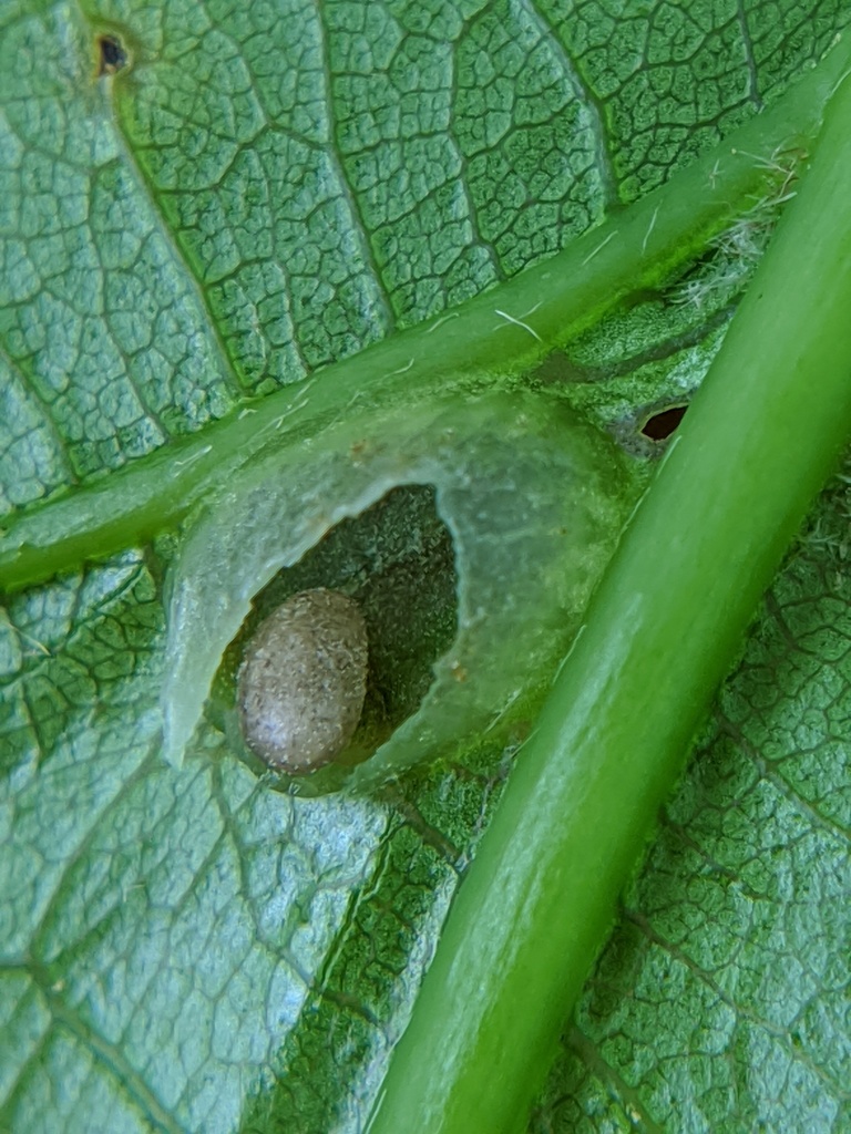 Dryocosmus cinereae