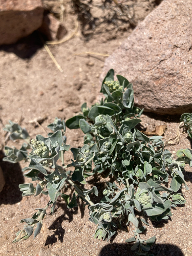 Mealy Goosefoot