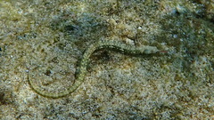 Corythoichthys ocellatus