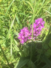 Dactylorhiza majalis